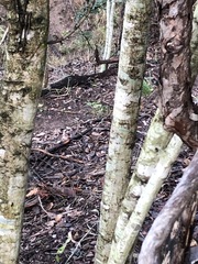 Cyclophyllum longipetalum