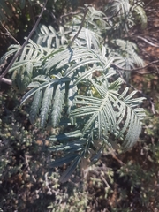 Melianthus pectinatus