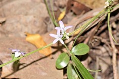 Campanula rapunculus
