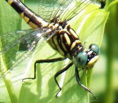 Stylogomphus sigmastylus