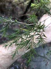 Melaleuca bracteata