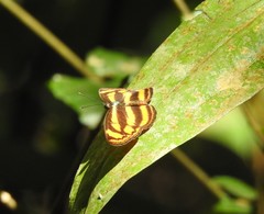 Lasippa heliodore dorelia