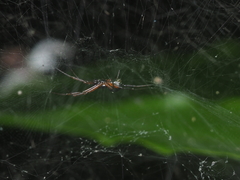 Cyrtophora cylindroides