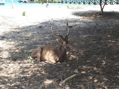 Rusa timorensis