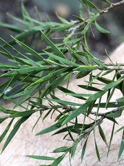Melaleuca bracteata