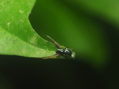 Cyrtophora cylindroides