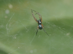 Cyrtophora cylindroides