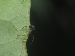 Cyrtophora cylindroides