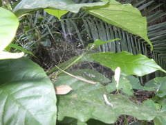 Cyrtophora cylindroides