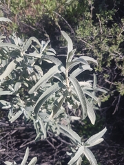 Stachys flavescens