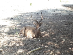 Rusa timorensis