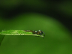 Cyrtophora cylindroides