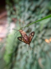 Lepidoptera
