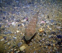 Platycephalus grandispinis