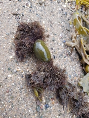 Vertebrata lanosa