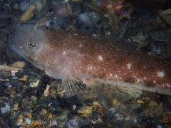 Platycephalus grandispinis