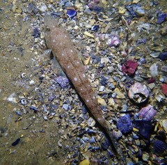 Platycephalus grandispinis