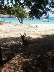 Rusa timorensis