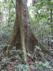 Amphimas pterocarpoides