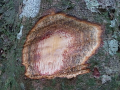 Amphimas pterocarpoides
