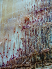 Amphimas pterocarpoides