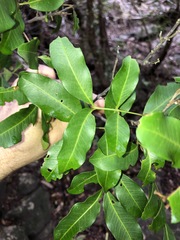 Cupaniopsis parvifolia