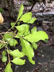 Cupaniopsis parvifolia