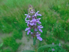 Stachys palustris