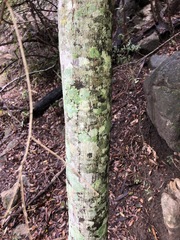 Cupaniopsis parvifolia