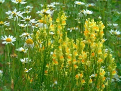 Linaria vulgaris