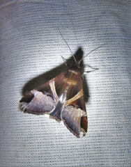 Melipotini