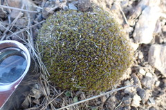 Colobanthus brevisepalus