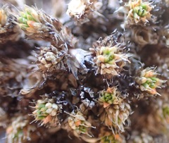 Colobanthus brevisepalus