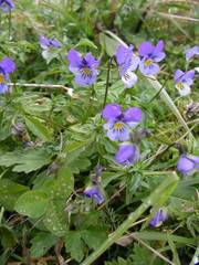 Viola tricolor tricolor