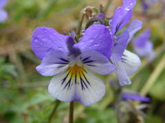Viola tricolor tricolor