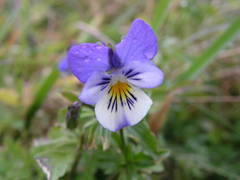 Viola tricolor tricolor