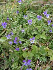 Viola tricolor tricolor