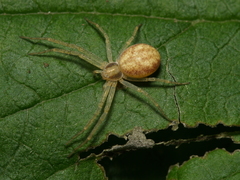 Philodromus rufus