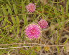 Mimosa nuttallii