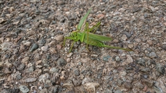 Tettigonia orientalis