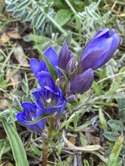 Gentiana pneumonanthe