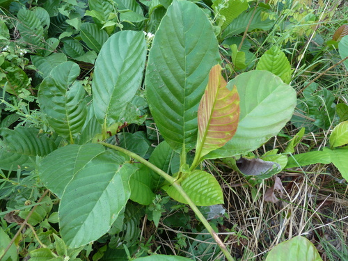 Tetracera alnifolia