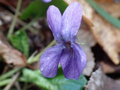Viola