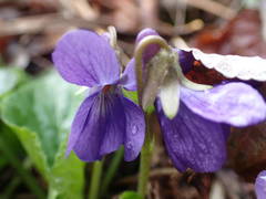 Viola