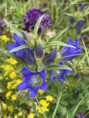 Gentiana pneumonanthe