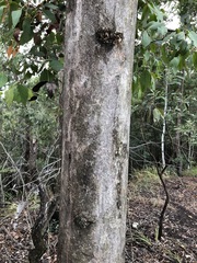 Eucalyptus major