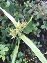 Carex folliculata