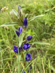 Gentiana pneumonanthe