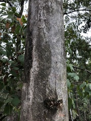 Eucalyptus major