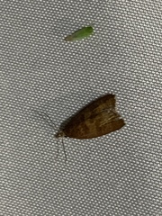 Cenopis diluticostana